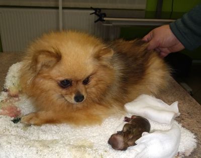 veterinar-krasno-nad-kysucou-2